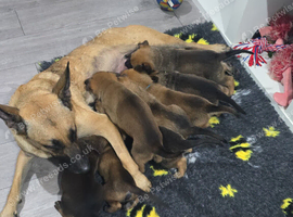 Puppys