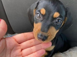 Home Raised Dachshund Pups