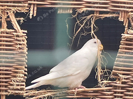 Baby Budgies in York