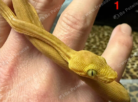 Amazon tree boa babies