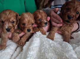 Health tested parents of beautiful cavapoos