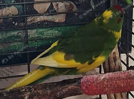 2 Kakarikis,Male/Female with Cage