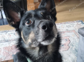 Welsh sheepdog (collie)