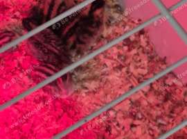 California quails chicks