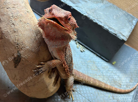 Bearded dragon for sale
