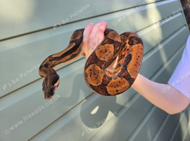 Stunning Male boa for sale!!!