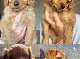 Last Girl Cavapoo