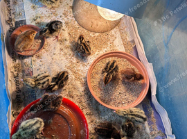 Jumbo quail chicks