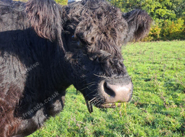 Cow In calf (pedigree Galloway)