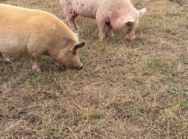 2 Juliana pigs for Rehoming.
