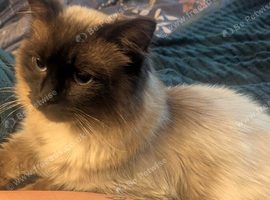 Seal point Ragdoll stud