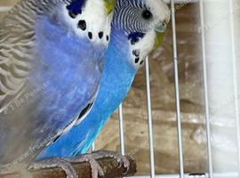 Pair budgies for sale