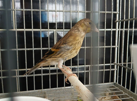 Unsexed Goldfinch mules