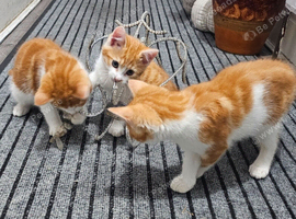 Kittens for sale