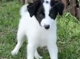 Amazing Border Collie X Lurcher Puppies