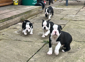 Stunning Boston terrier puppies KC registered