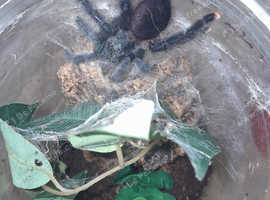 Tarantulas and insects for sale