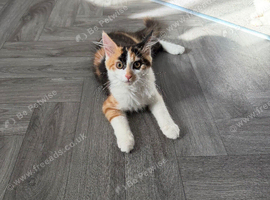 2 main coon cross kittens 3.5 months