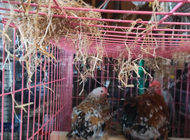 Pair millefleur pekins