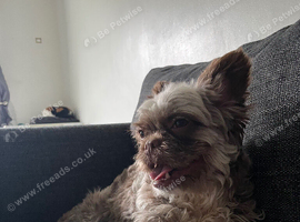 Fluffy frenchie