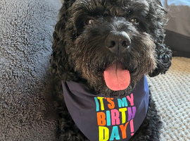 Male cockapoo