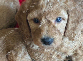 KC registered miniature poodles