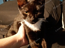 8 months old boy cat
