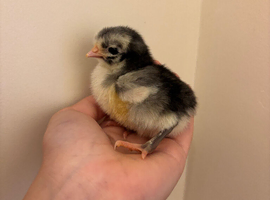 Beautiful chicks
