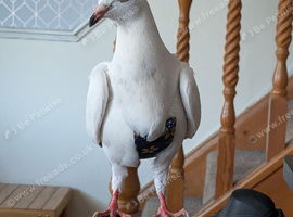 Fancy Companion Pigeon
