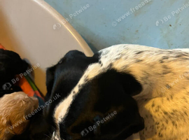 Absolutley gorgeous Cockapoo x puppies vaccinated