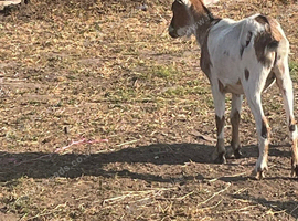 Whether Pygmy goat
