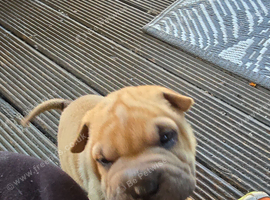 Beautiful Shar Pei puppies