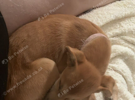 Daisy needs a new home