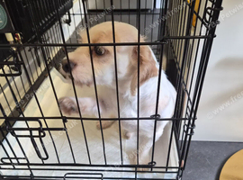 Shitzu cross dashhound girl