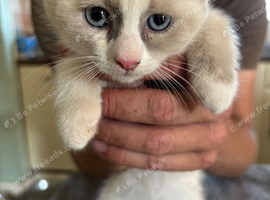 Ragdoll kittens