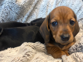 Dachshund puppies