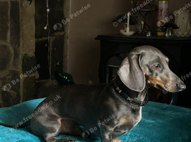 Miniature Dachshund Dog