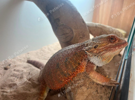 Female bearded dragon with viv