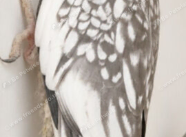 Breeding pair of cockatiels