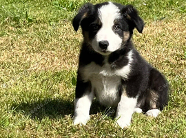 Border Collie Pups