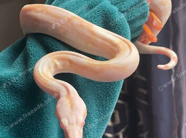 Female baby boa with 3ft Viv