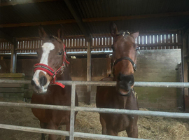 Selection of 5 yr old TB mares