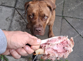 American pit female 13 months old. For sale
