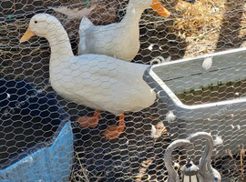 2 Male Peking Ducks