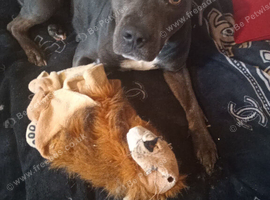 Missing dog