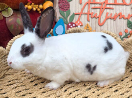 Mini Rex BUCKS for RESERVE