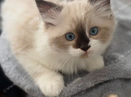 Beautiful 12 week old ragdoll male