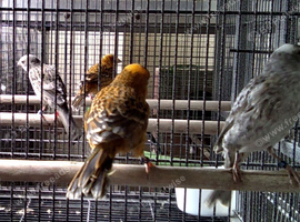 Lizard canaries 2 pairs