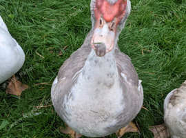 Breeding Pair Lavender & White Muscovy (unrelated)