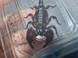 WANTED &ndash; Pandinus imperator